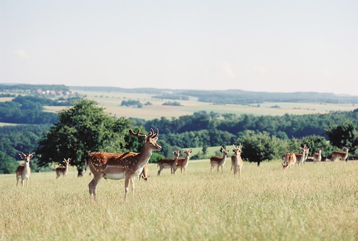 Damhirsch Herde