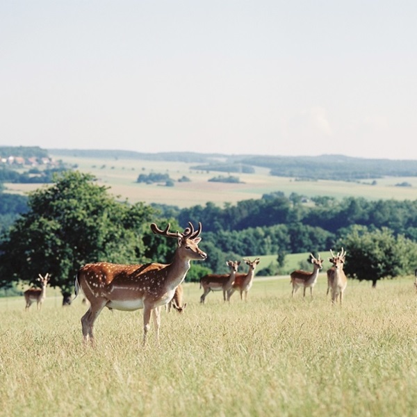 Damwild Osterburken